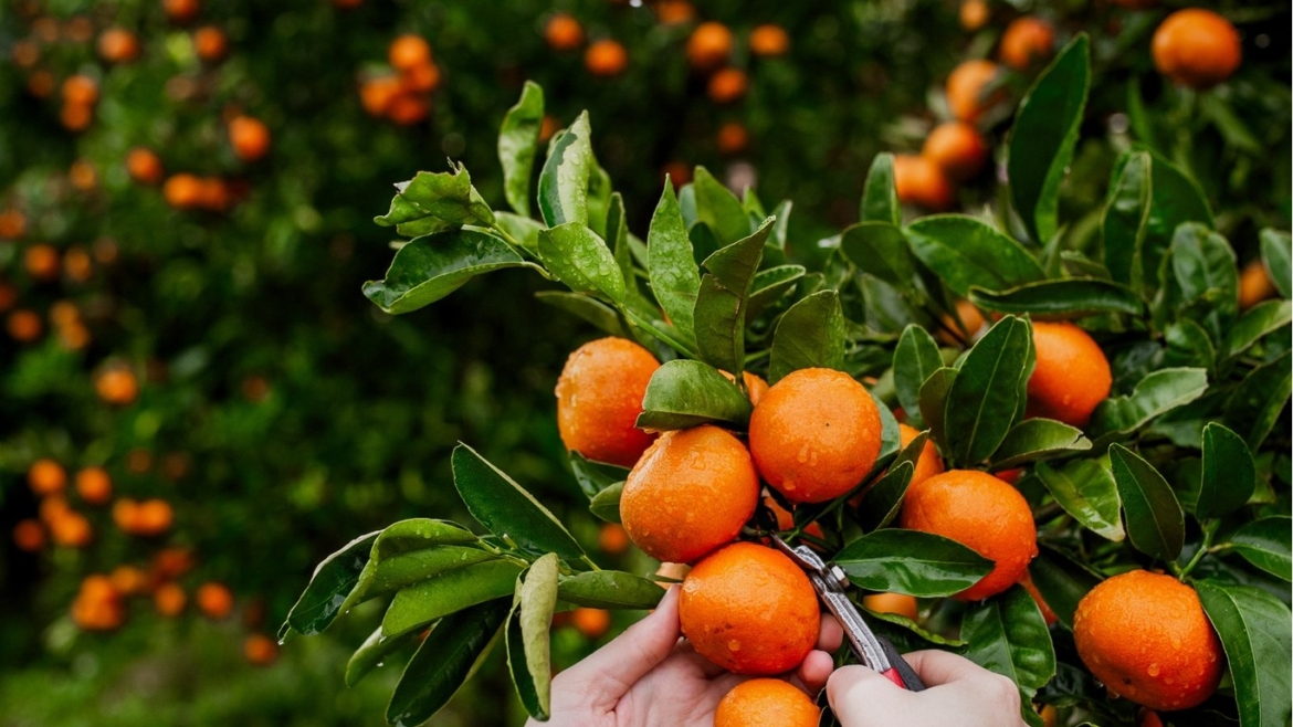 Boschendal Citrus Festival
