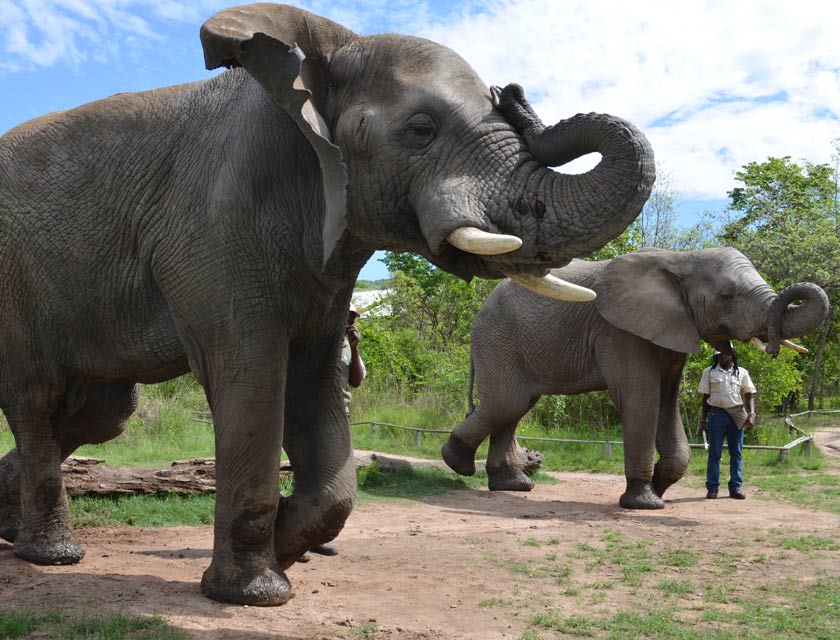 Elephant Sanctuary