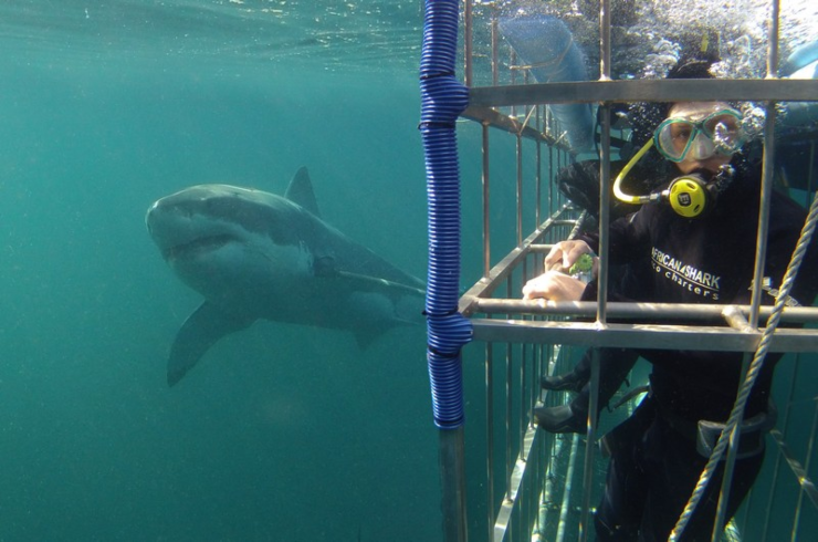 African Shark Eco-Charters
