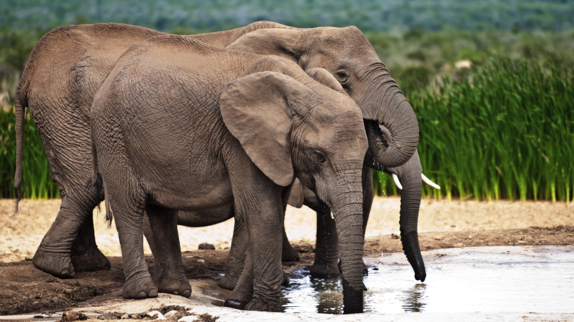 Addo Elephant Park