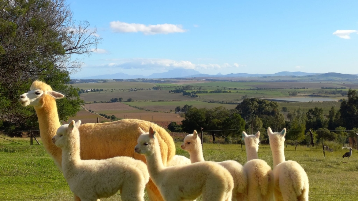 Alpaca Loom