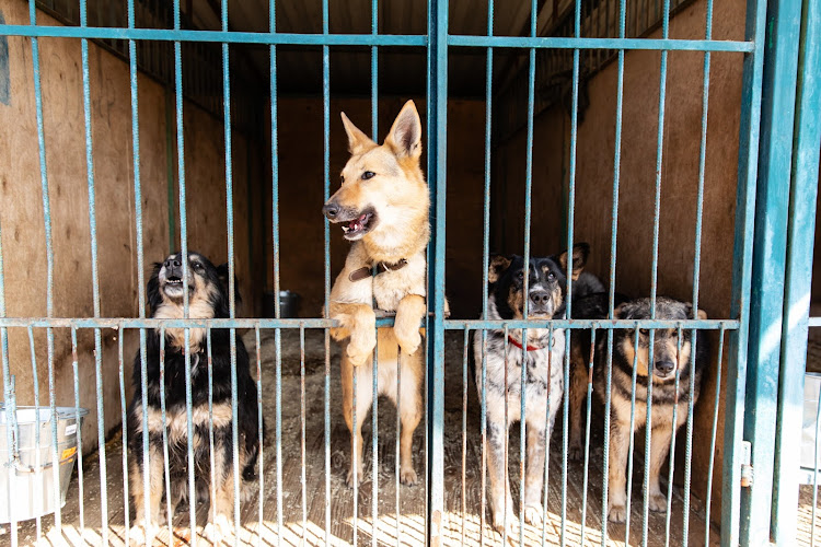 Animal Anti-Cruelty League