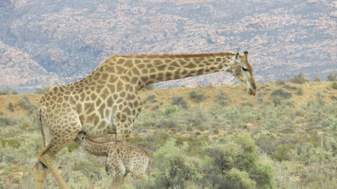 Aquila Private Game Reserve