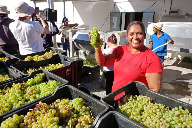Lekker Italy: End of Harvest Celebration