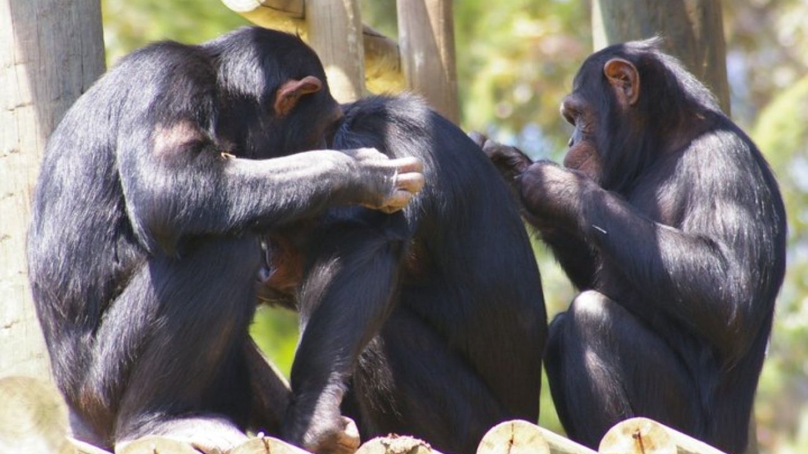 Monkey Town