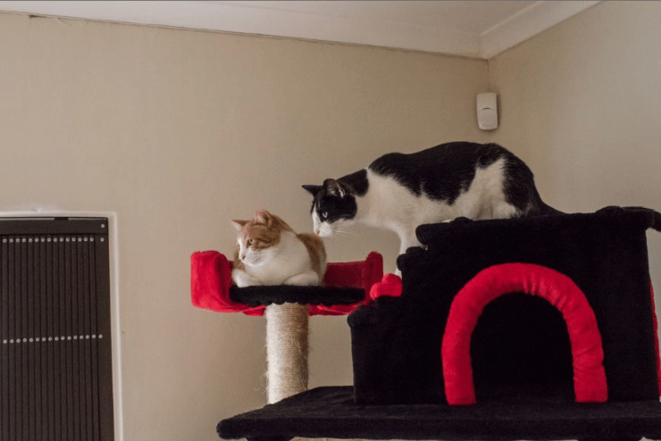 Cat Heaven