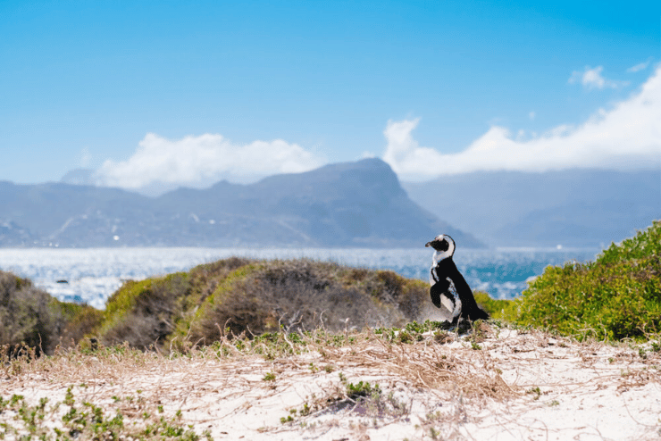 Boulders Beach