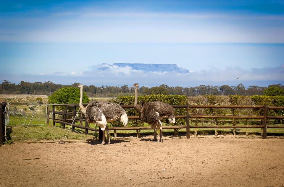 Cape Town Ostrich Ranch