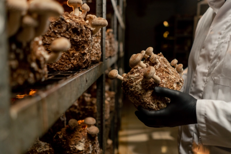 Conversations with Fungi