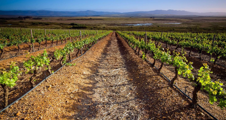 Du Toitskloof Wines