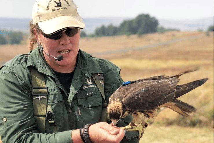 Dullstroom Bird of Prey Flight Displays