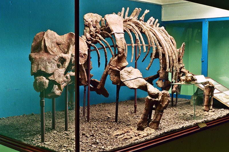 East London Museum