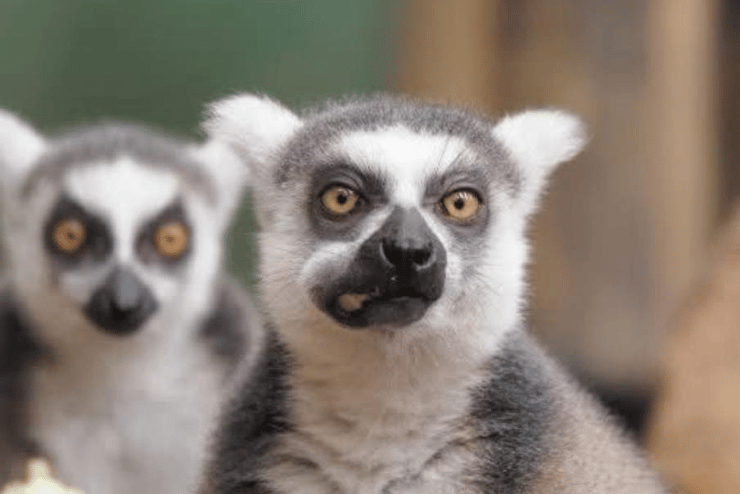 Exotic Animal World