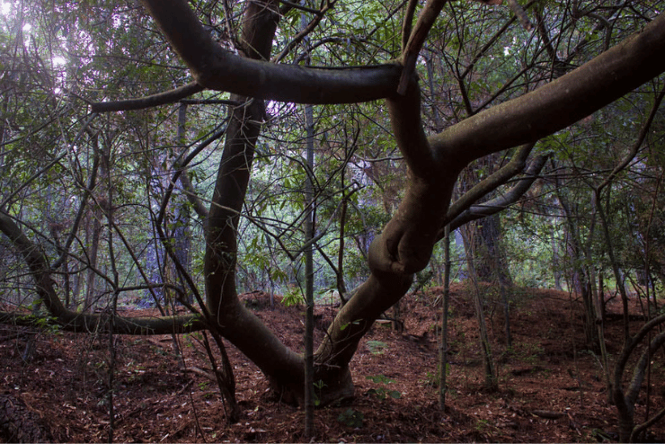 Forest Bathing