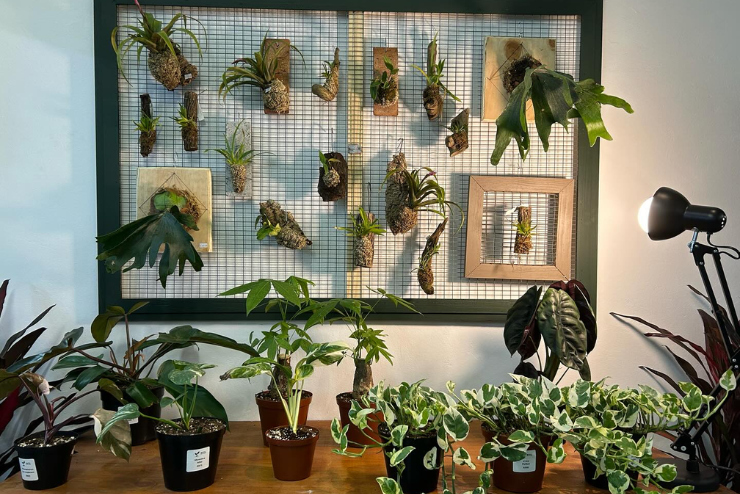 Gauteng Plant Expo & Market