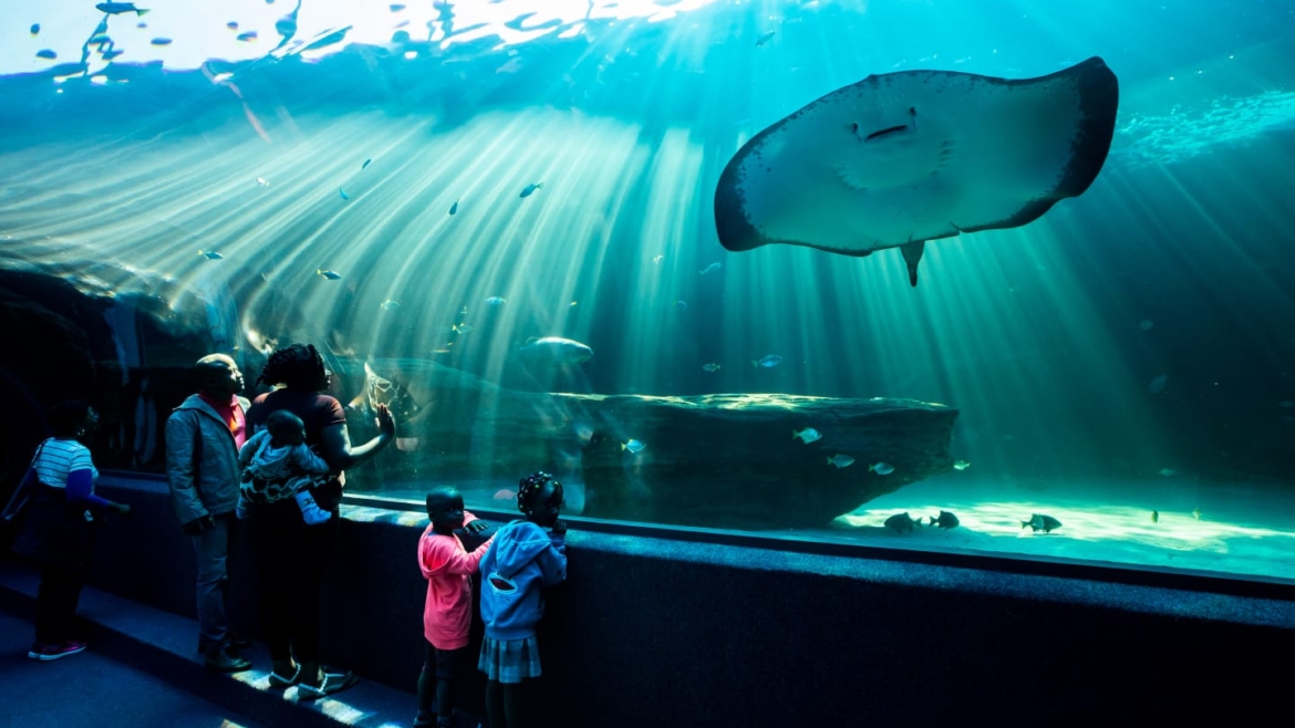 Two Oceans Aquarium