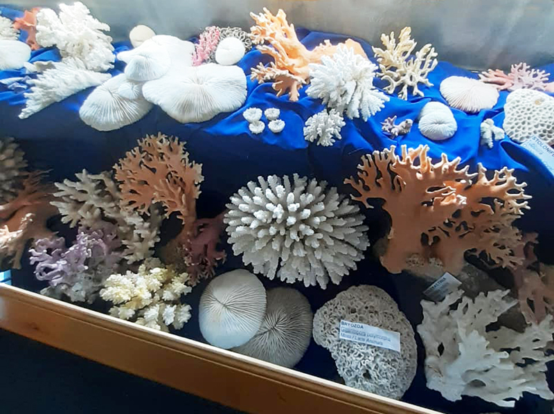 Jeffreys Bay Shell Museum