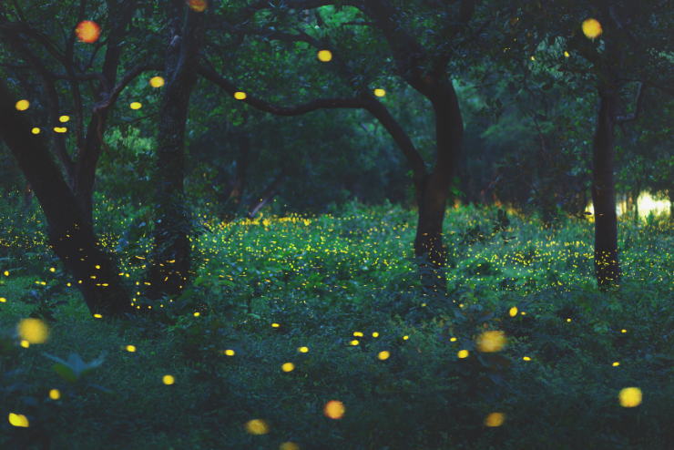 Kirstenbosch Firefly Walks
