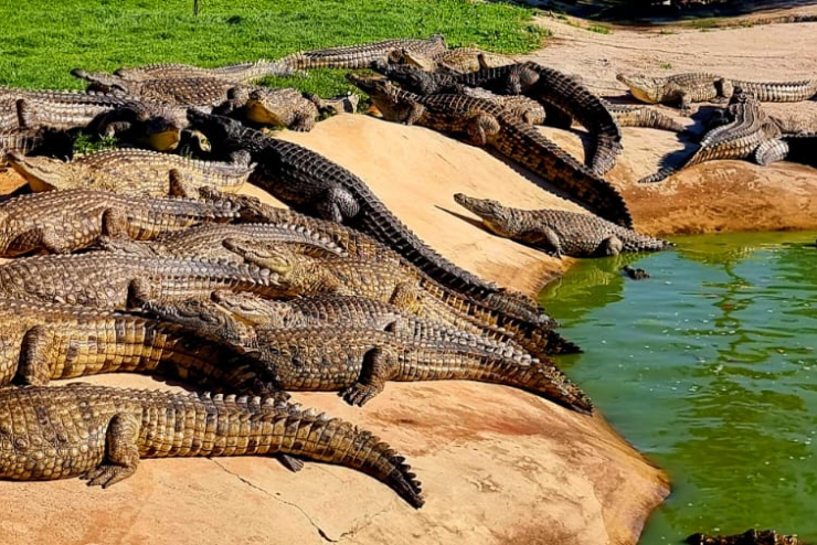 Le Bonheur Reptile Adventures