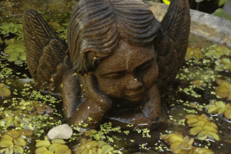 Oshun Garden & Interiors