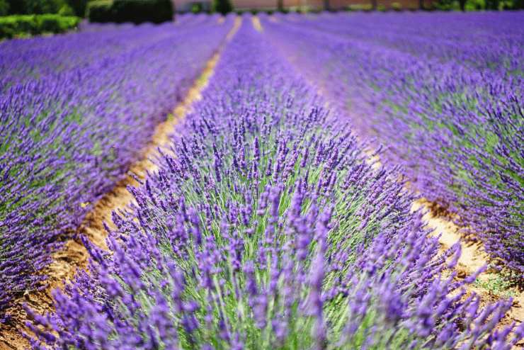 Owl’s Rest Olive and Lavender Farm