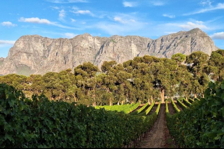 Thelema Mountain Vineyards