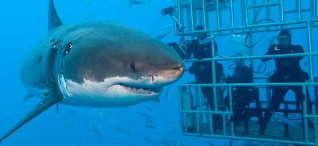 Shark Cage Diving
