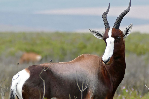 Bontebok National Park