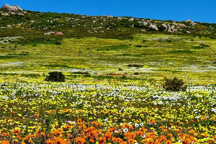 Darling Wildflower Festival