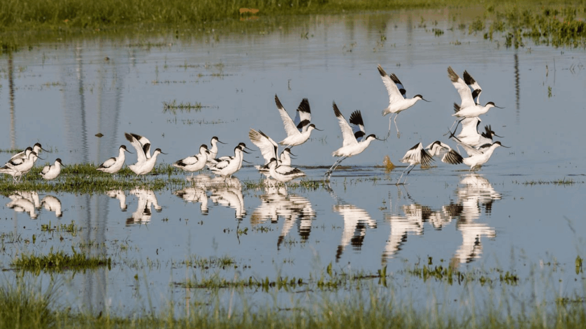 Karoo Birding Safaris in Prince Albert