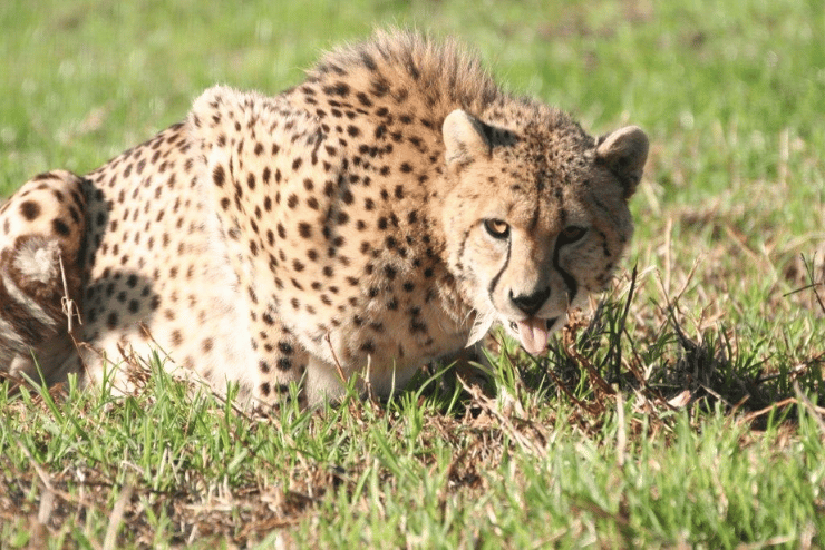 Vredenheim Big Cat Park