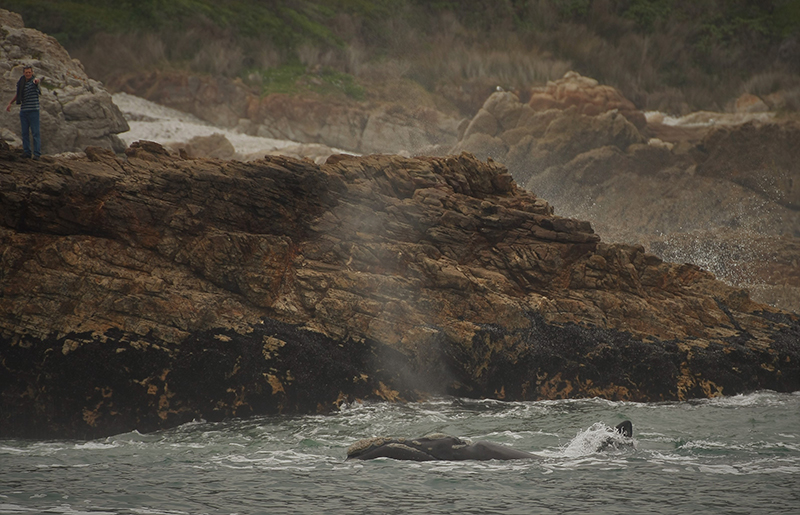 Hermanus Whale Watching Walking Tour