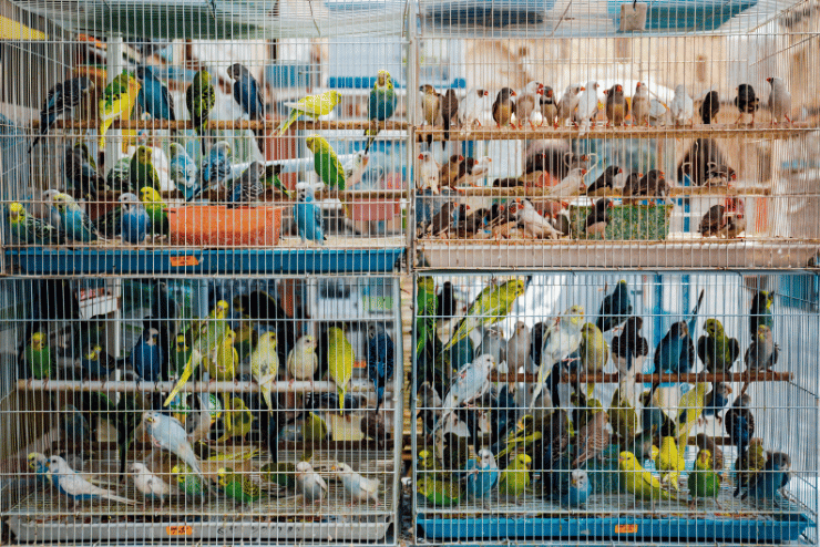 Cape Pet Convention