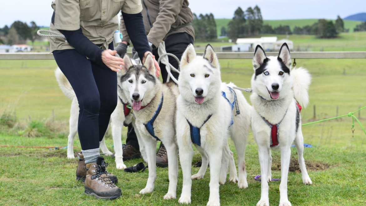 Nordic Rescue SA