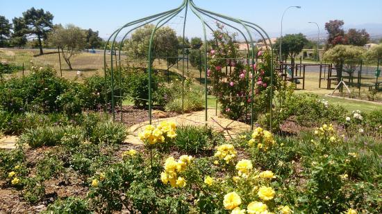 Durbanville Rose Garden