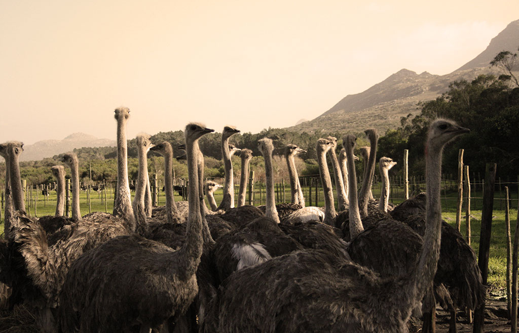 Cape Point Ostrich Farm
