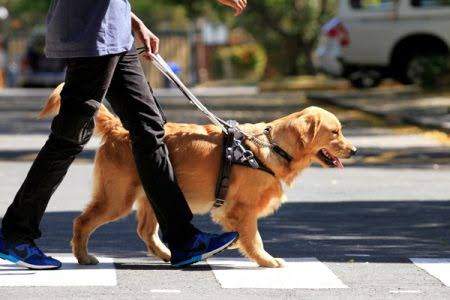 SA Guide-Dogs Association