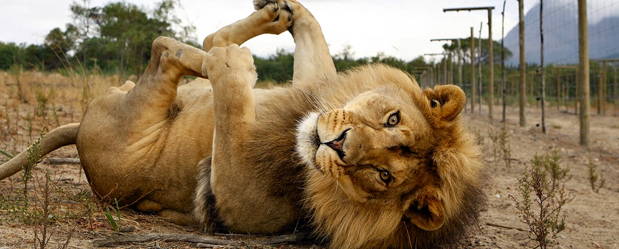 Drakenstein Lion Park