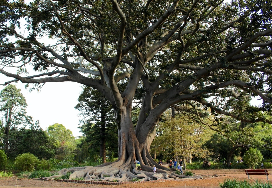 Arderne Gardens