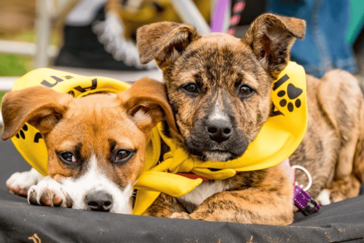 Paws-a-While Pet Fair & Market