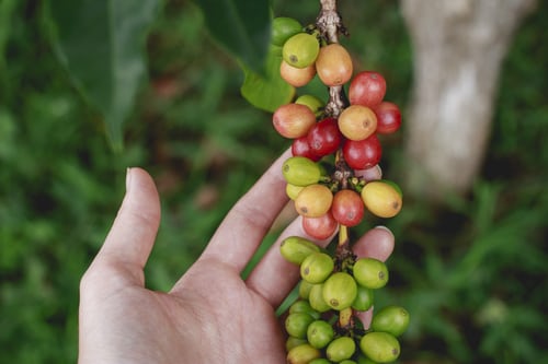 De Rustica Olive Estate Tours