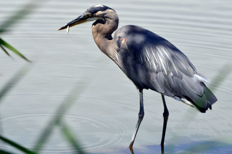Raapenberg Bird Sanctuary