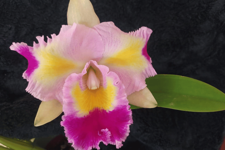 Cape Orchid Society Spring Show