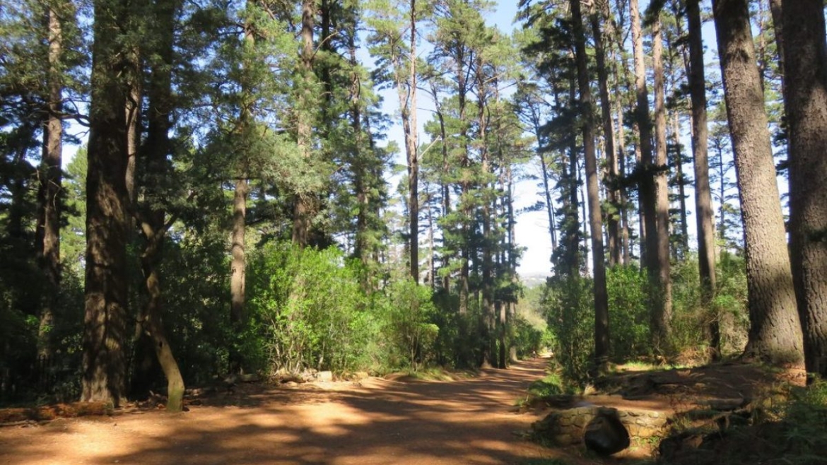 Newlands Forest