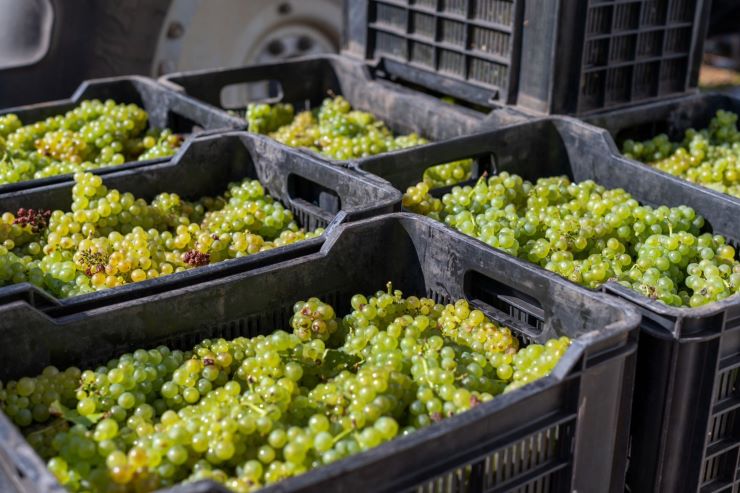 Darling Cellars Crush Day