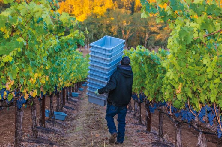 Diemersfontein Harvest Experience