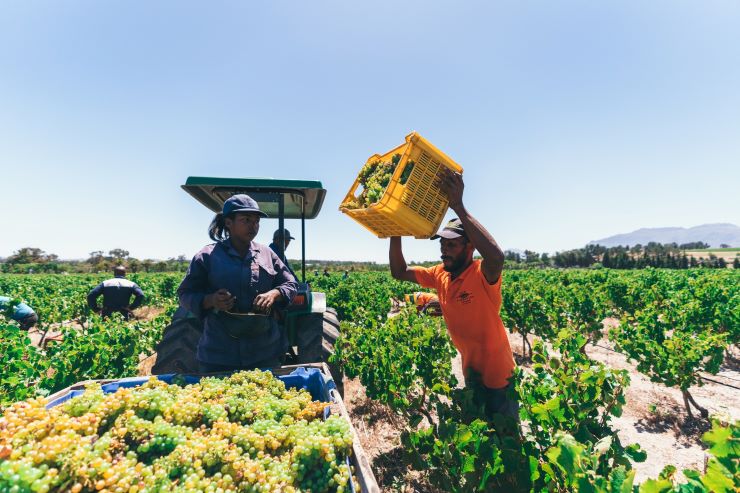 Harvest Stomp at Ken Forrester Wines