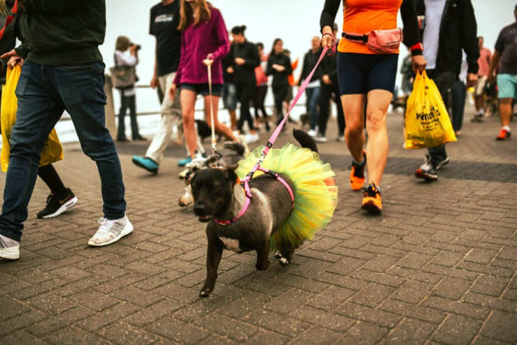 Paws on the Promenade
