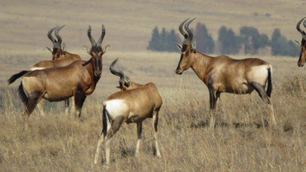 Seekoeivlei Nature Reserve