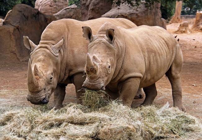 Johannesburg Zoo